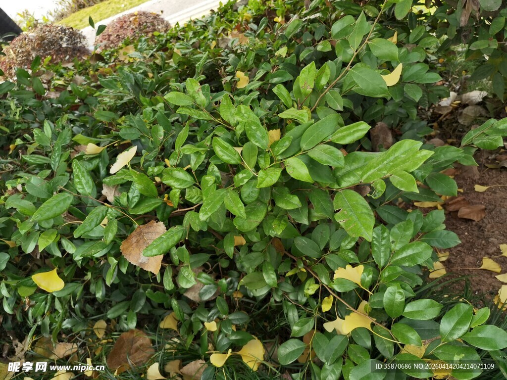 绿叶繁茂的绿色植物景观