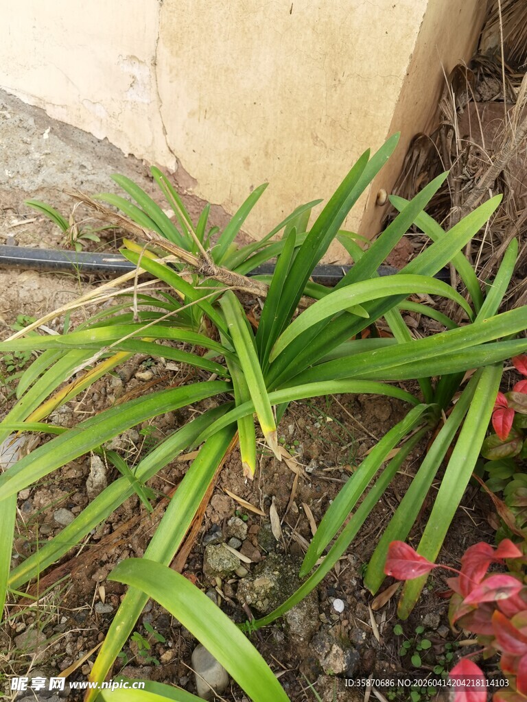 墙边翠绿兰草生机勃勃