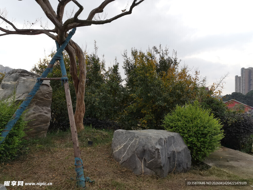 园林景观中的孤树与奇石