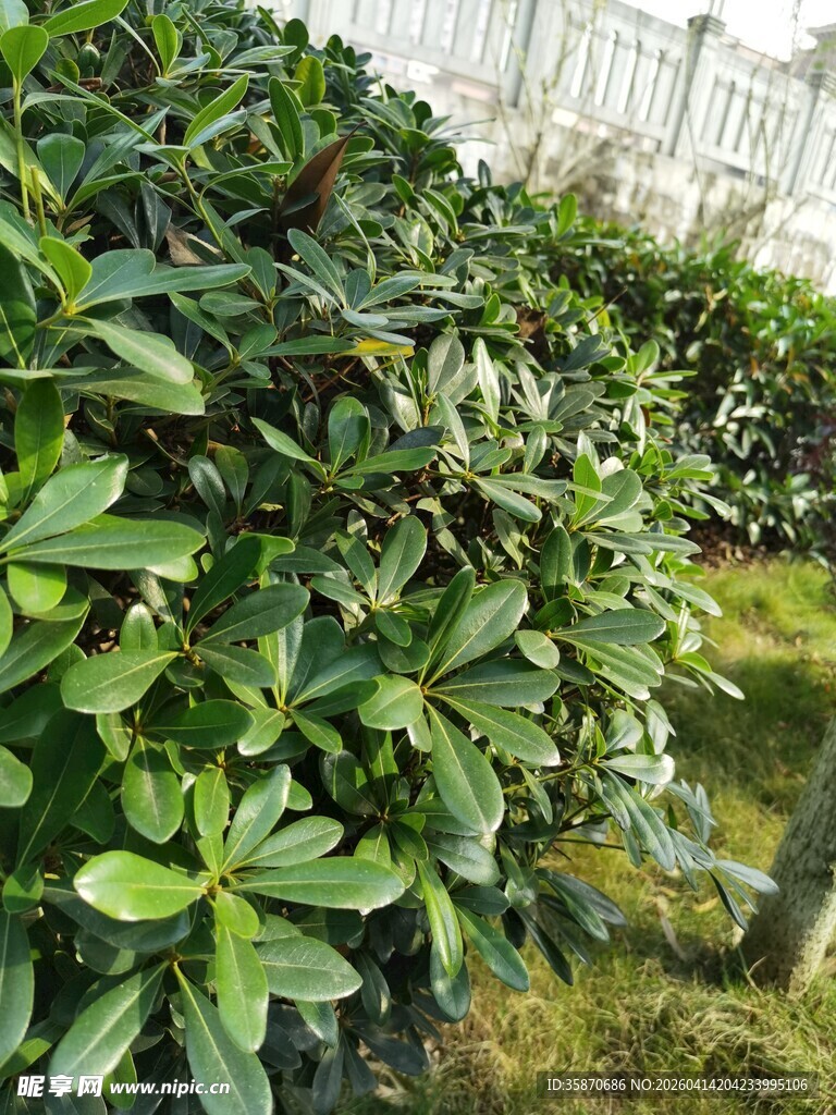 绿叶繁茂的植物景观