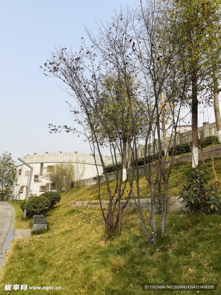 户外山坡绿植景观