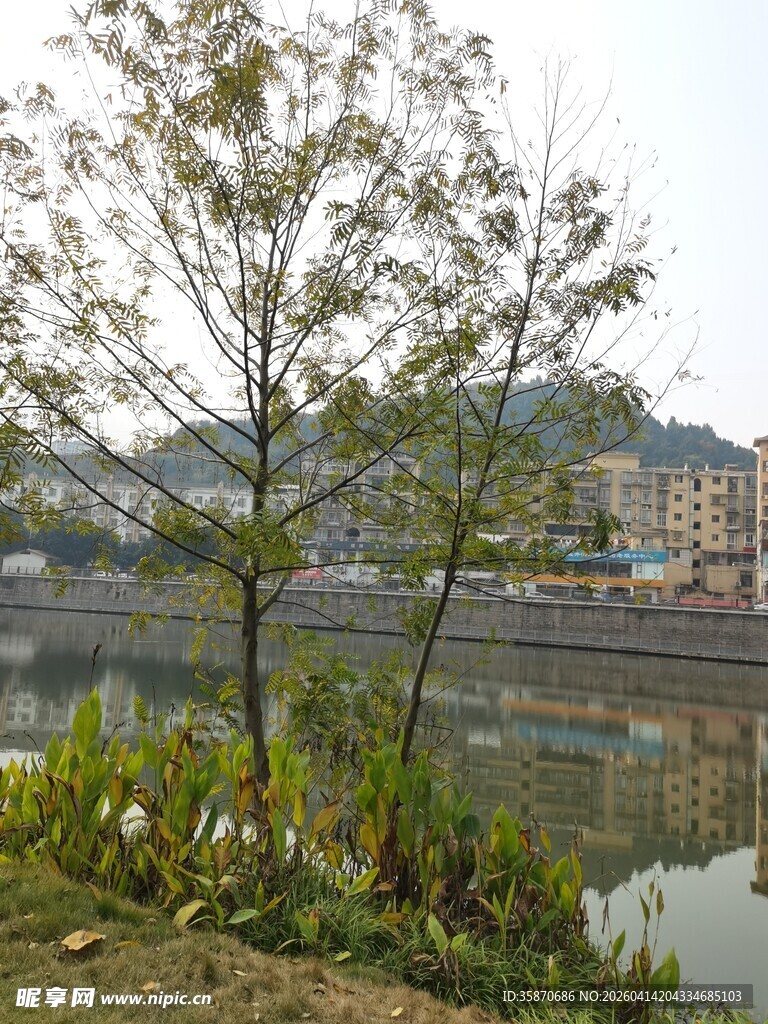 河畔绿树风景