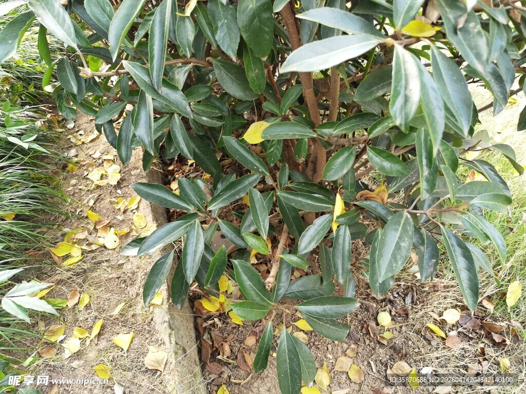 绿叶间的黄色果实植物