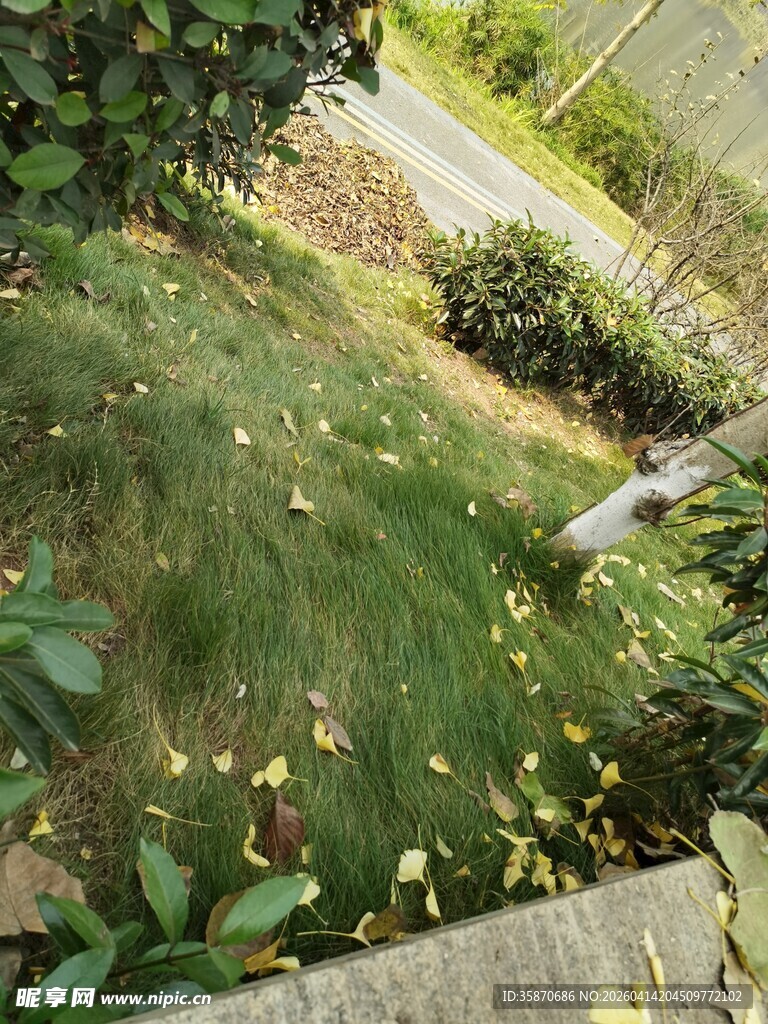 庭院草地花卉景致