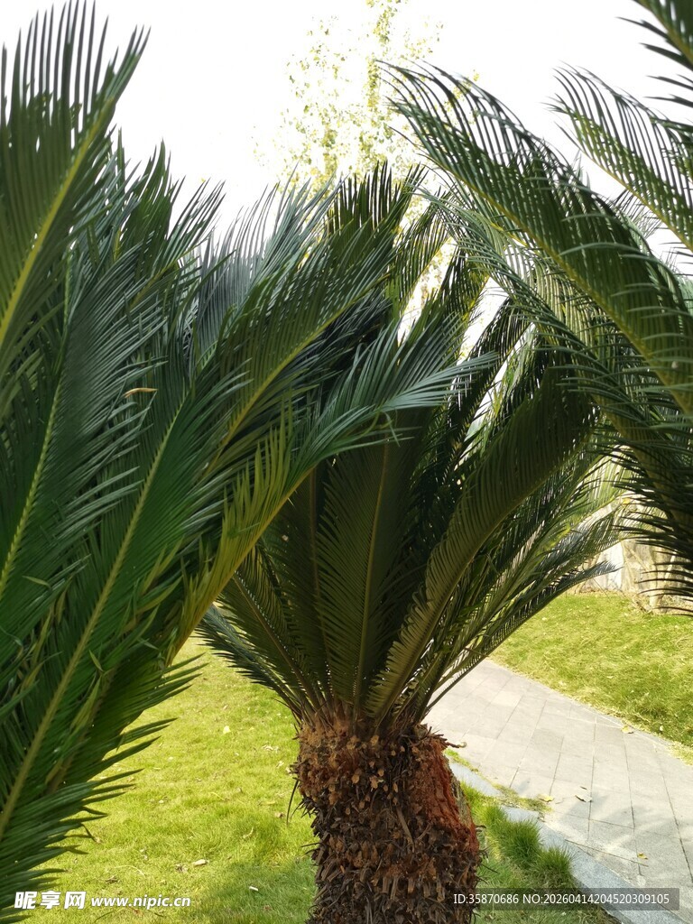 户外的苏铁植物景观