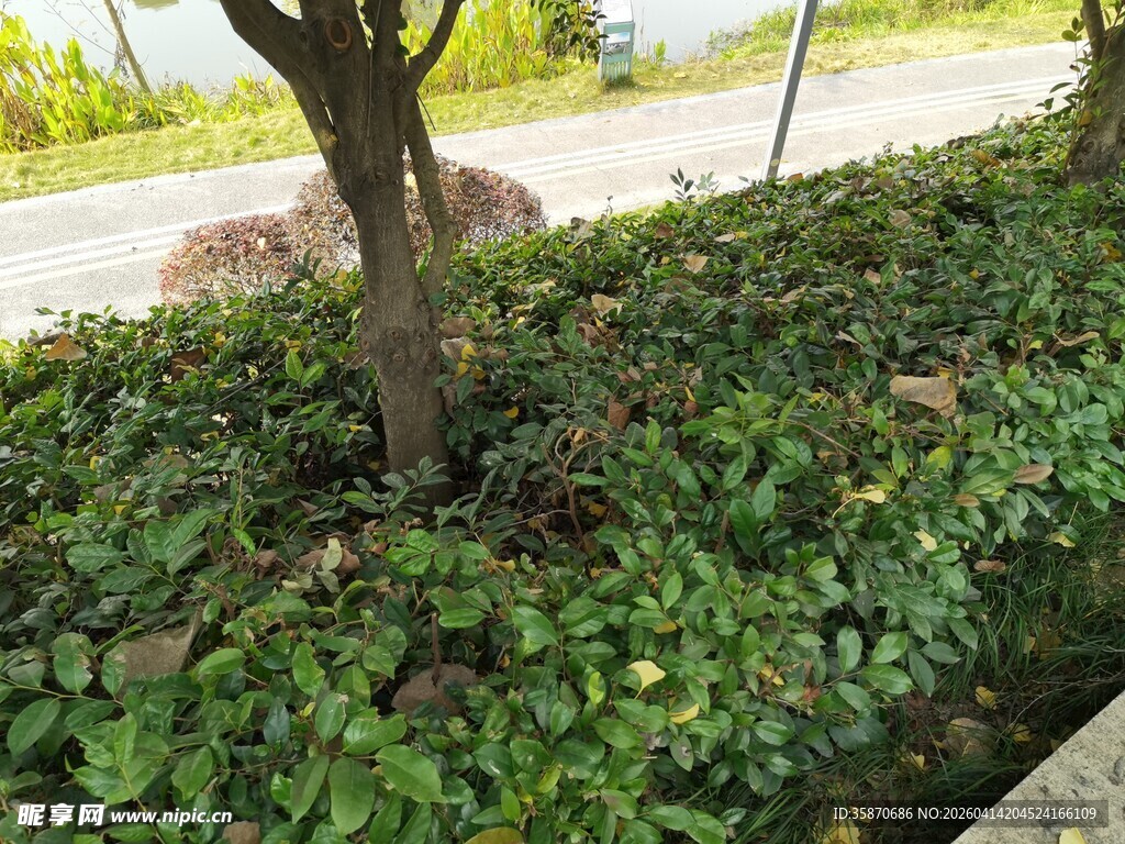 路边绿植景观