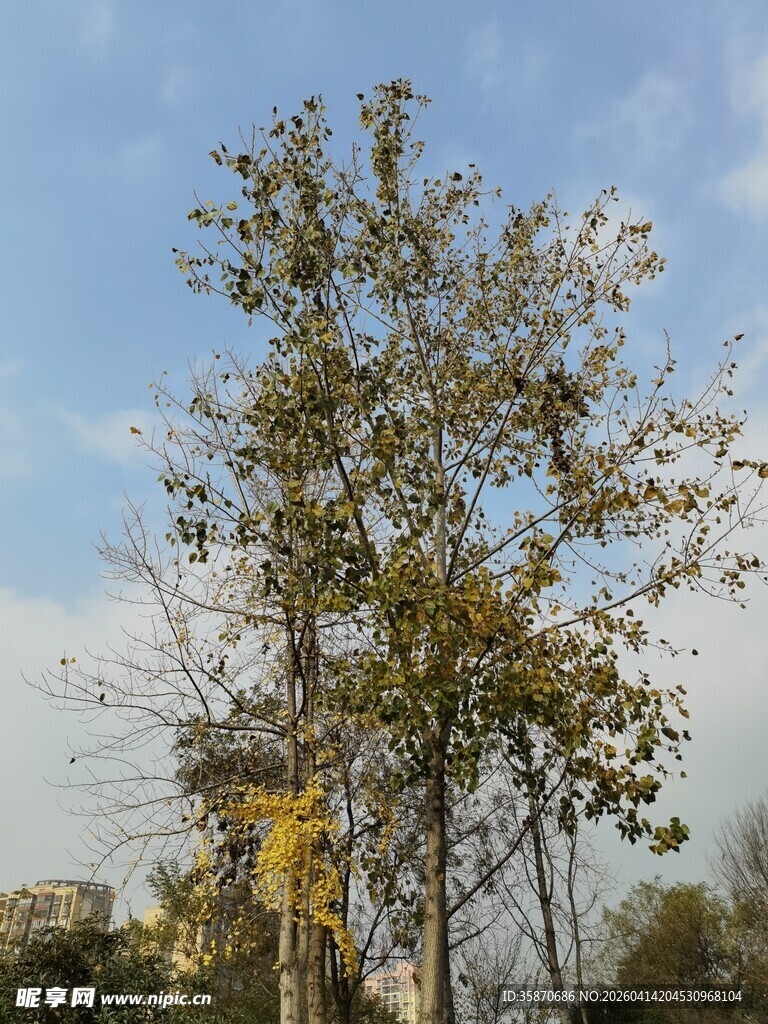 秋日户外树木景致