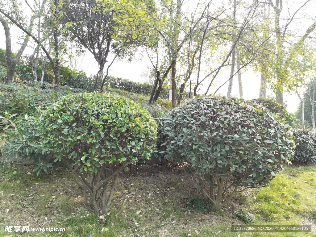 园林绿植景观