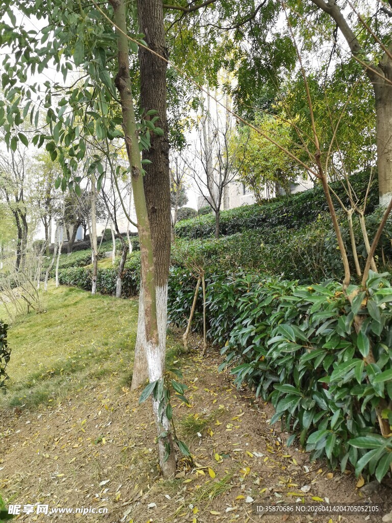 林间绿植环绕的宁静景致