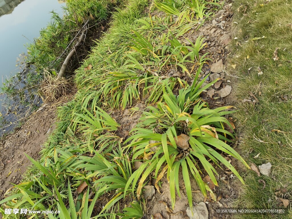 岸边生长的翠绿植物