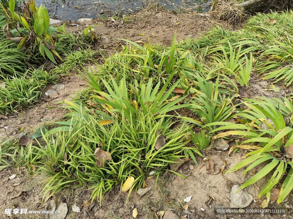 地面生长的绿色植物群落