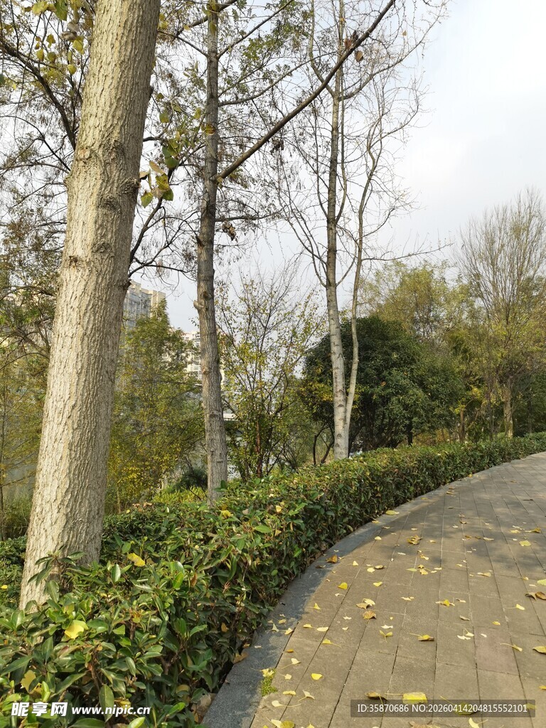 秋日公园小径旁的树木