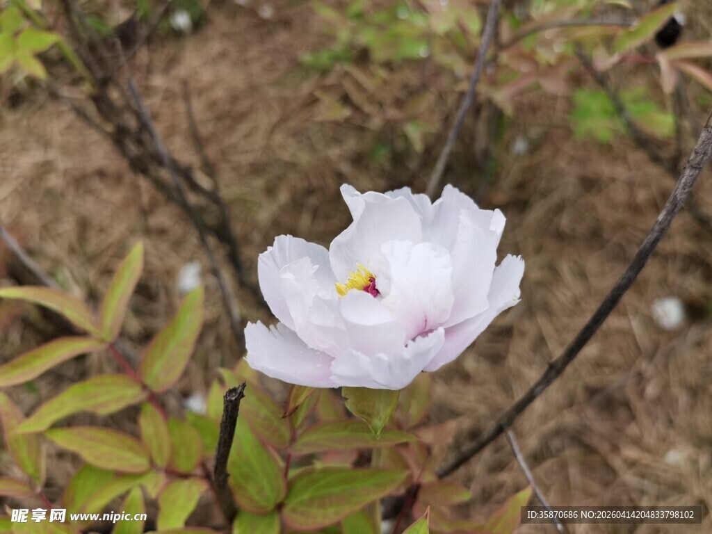 单朵绽放的白色娇艳花朵