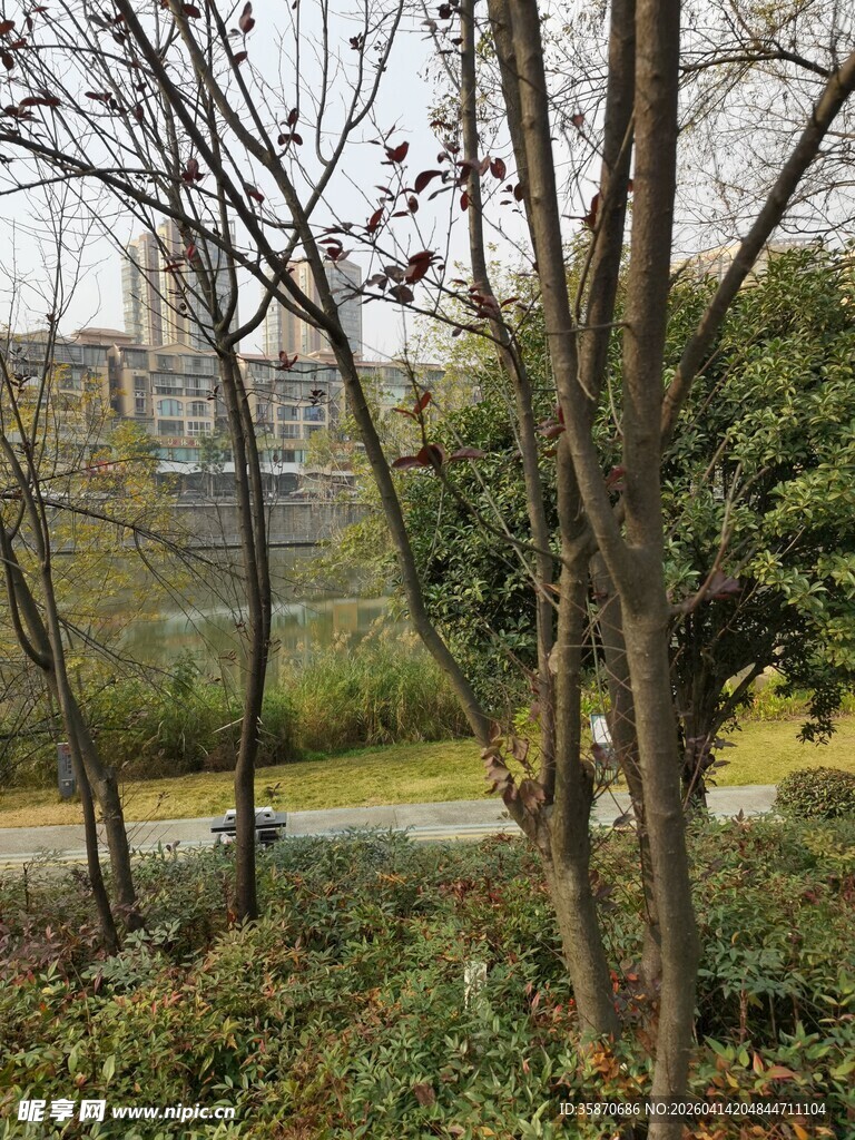 户外树木绿植景观