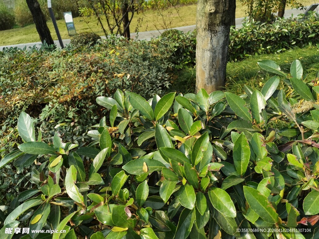 绿意盎然的园林植物景观