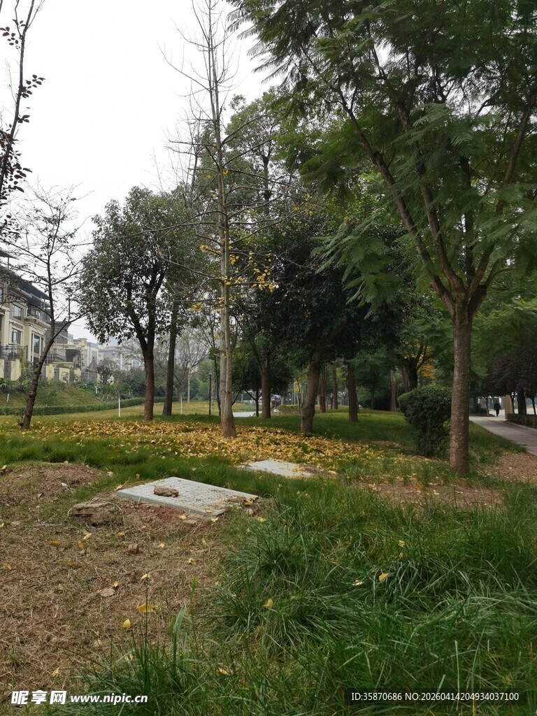城市公园的静谧绿地景观