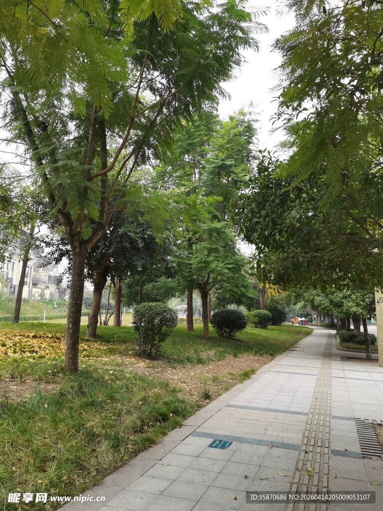 城市林荫步道风景