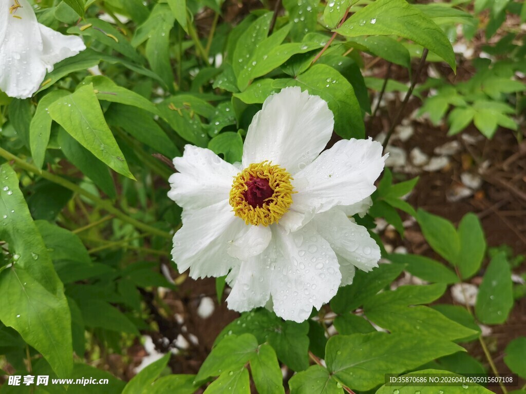白色花朵绽放绿叶间
