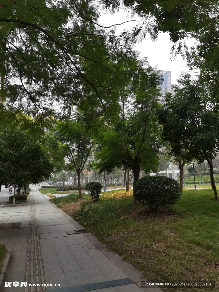 林荫小路的静谧风光