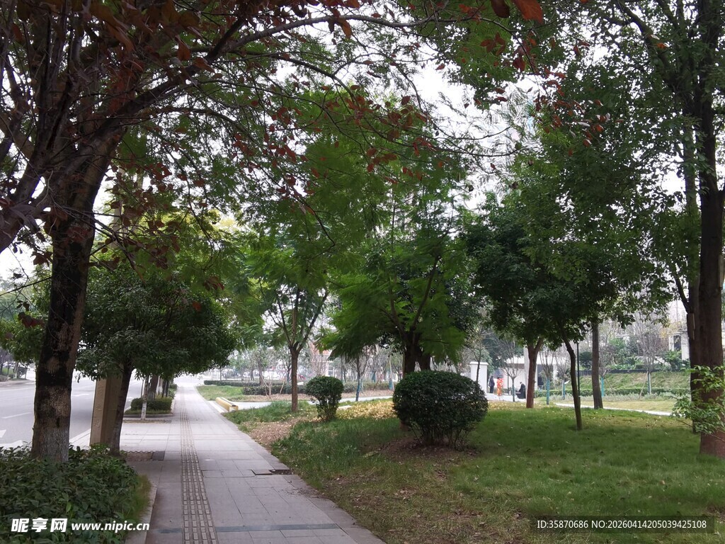 公园林荫小道风景
