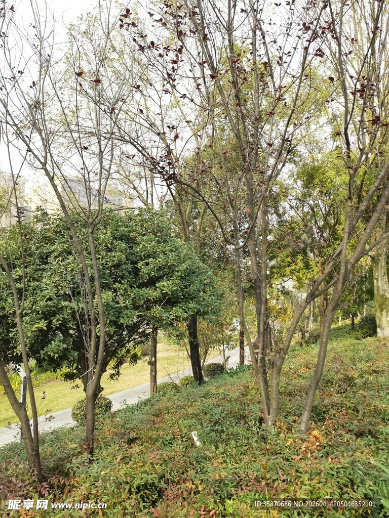秋日园林树木景观