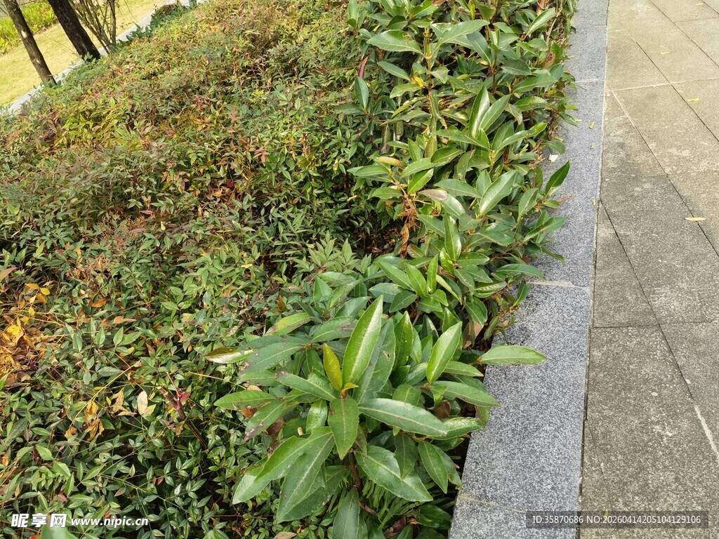路边多彩绿植景观