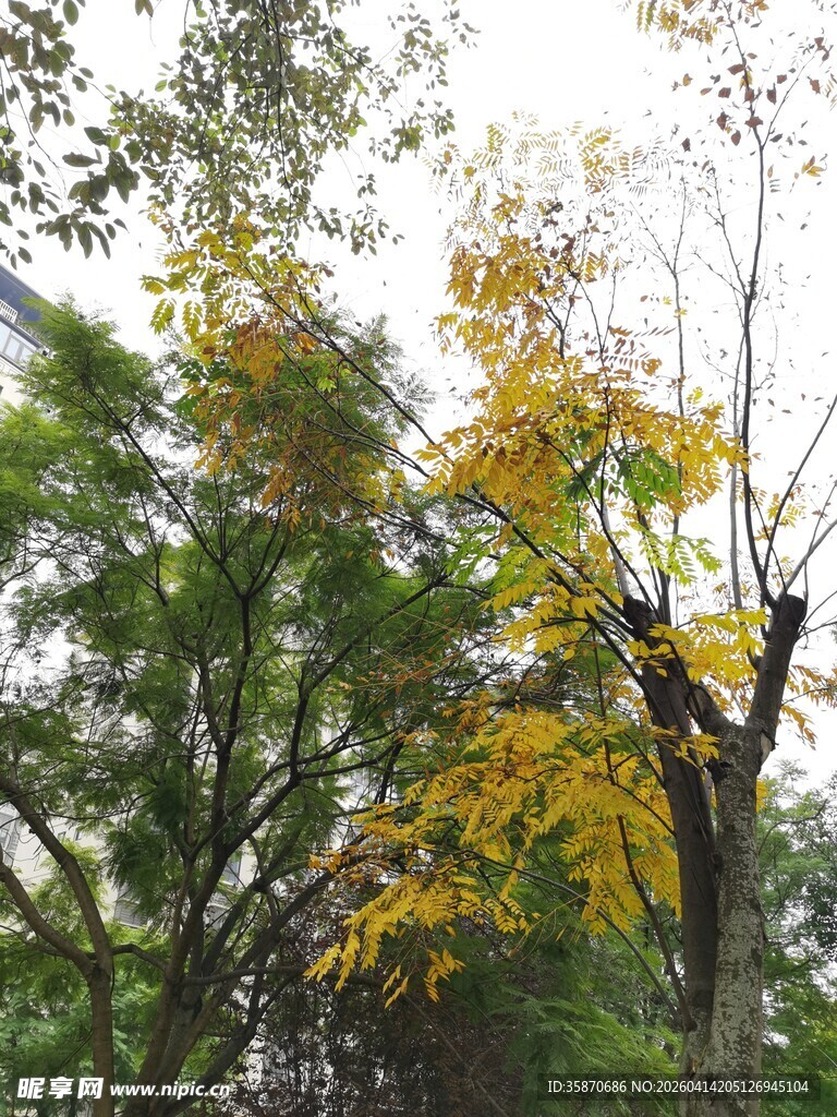 秋日林间黄叶点缀绿树
