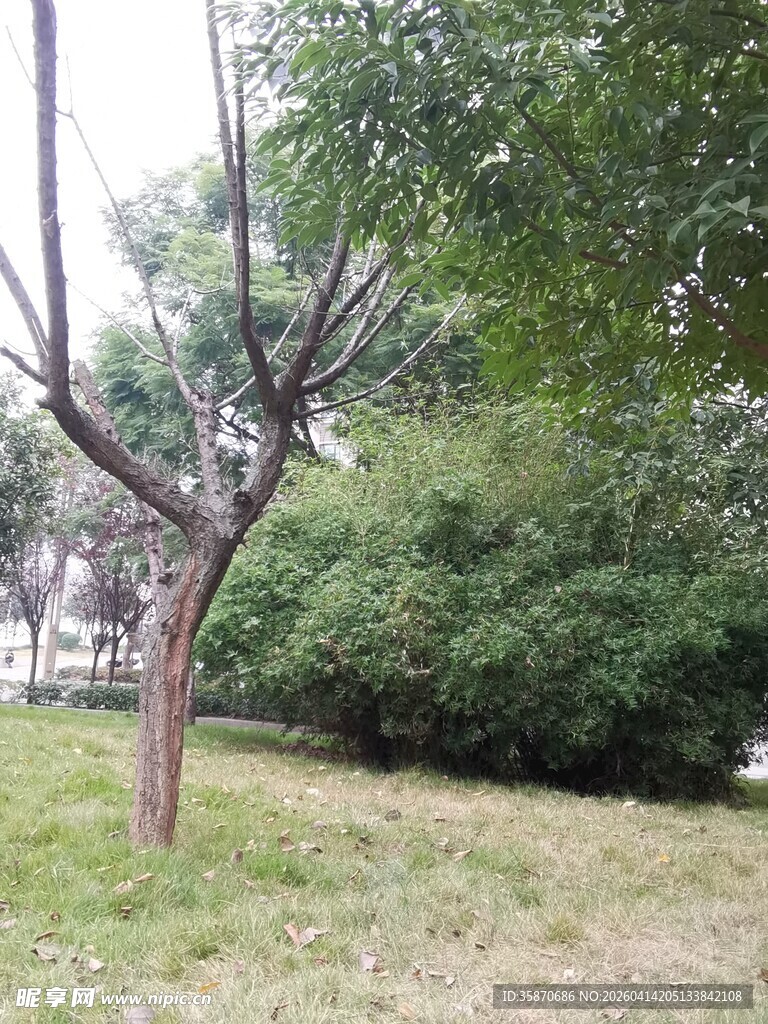 公园中光秃树木与绿植