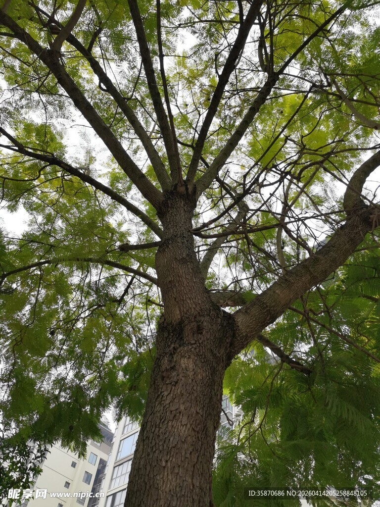高大繁茂的绿色树木