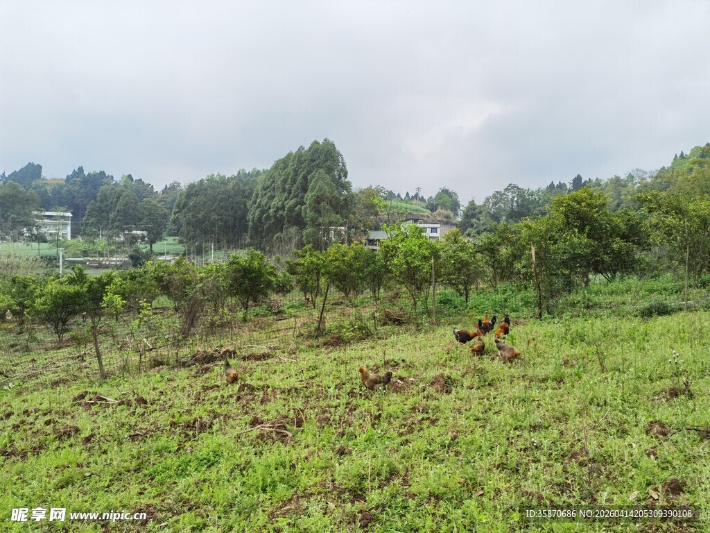 田野中的动物与绿植景观