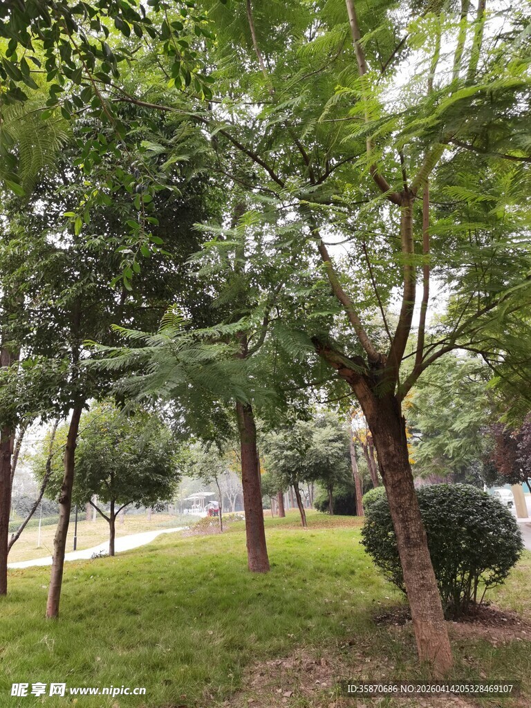 公园内葱郁树木与草地