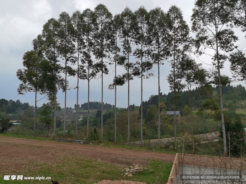 田野旁高大的桉树林