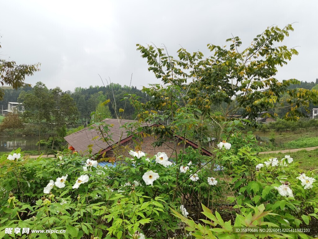 绿意盎然的花卉绿植景观