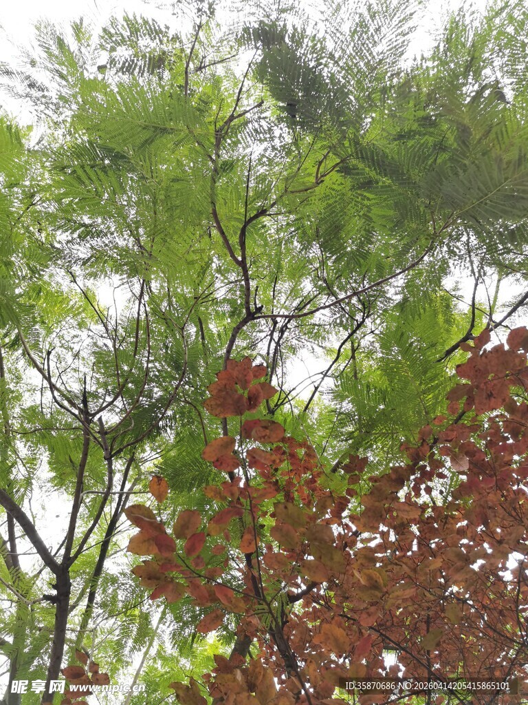 多彩树叶展现自然美景