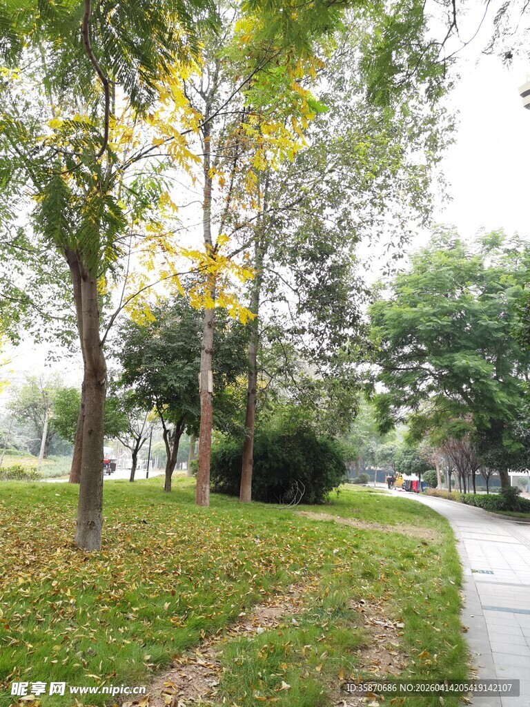 秋日公园林荫小道美景