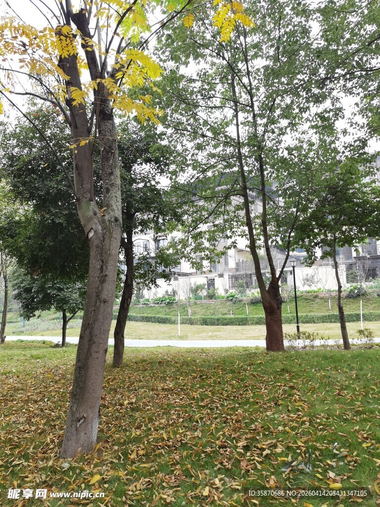 秋日公园落叶树林景致