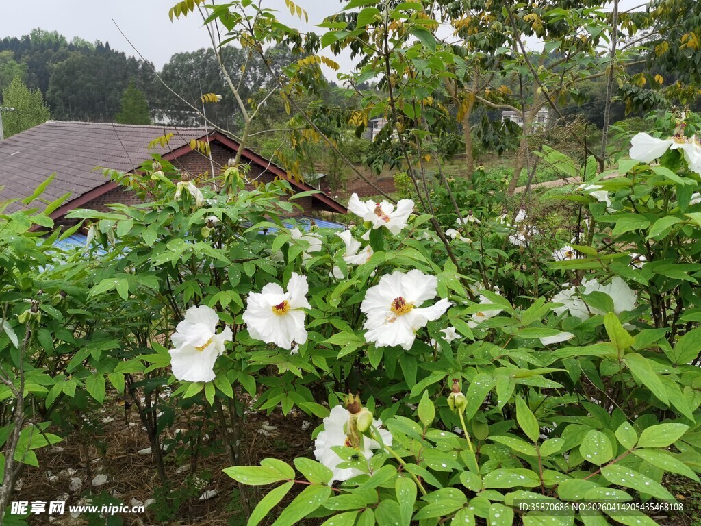 白色牡丹花朵绽放于绿叶间