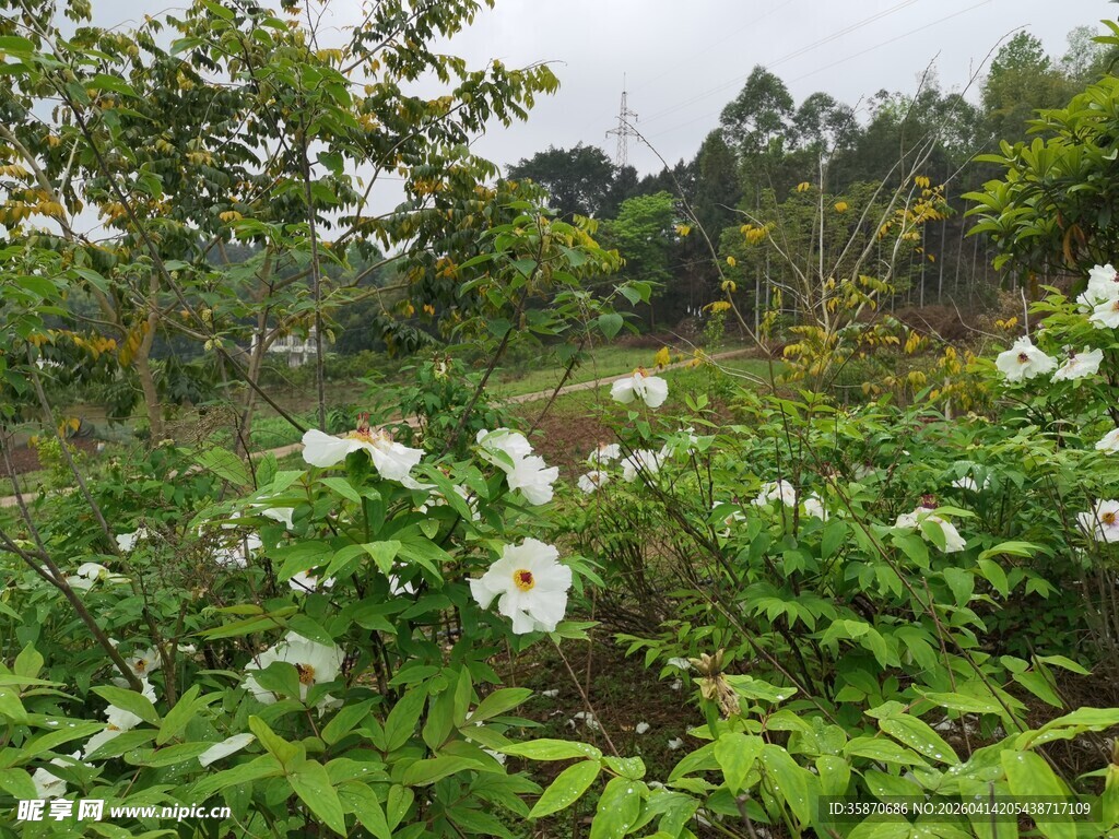 繁茂绿植间的白色牡丹花卉