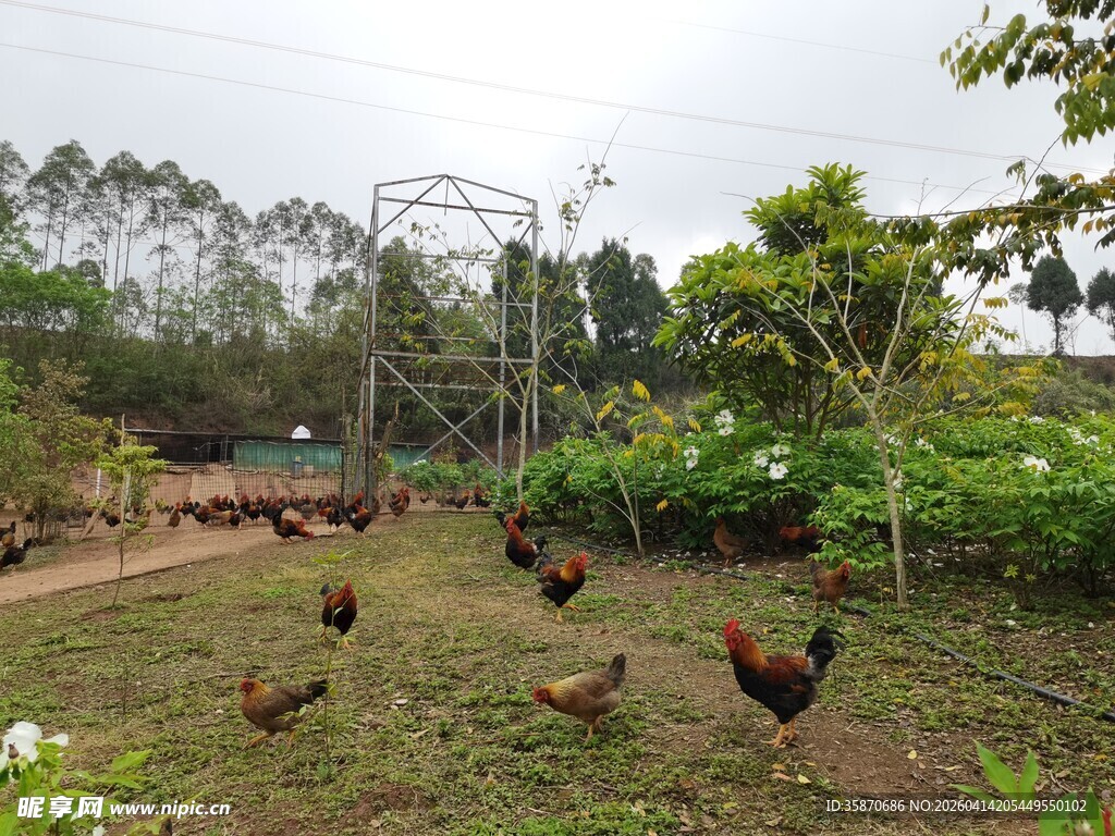 田园间的散养鸡群