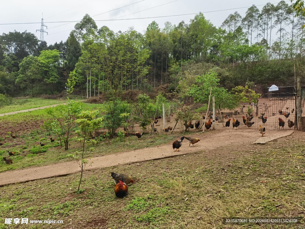 林间散养土鸡群