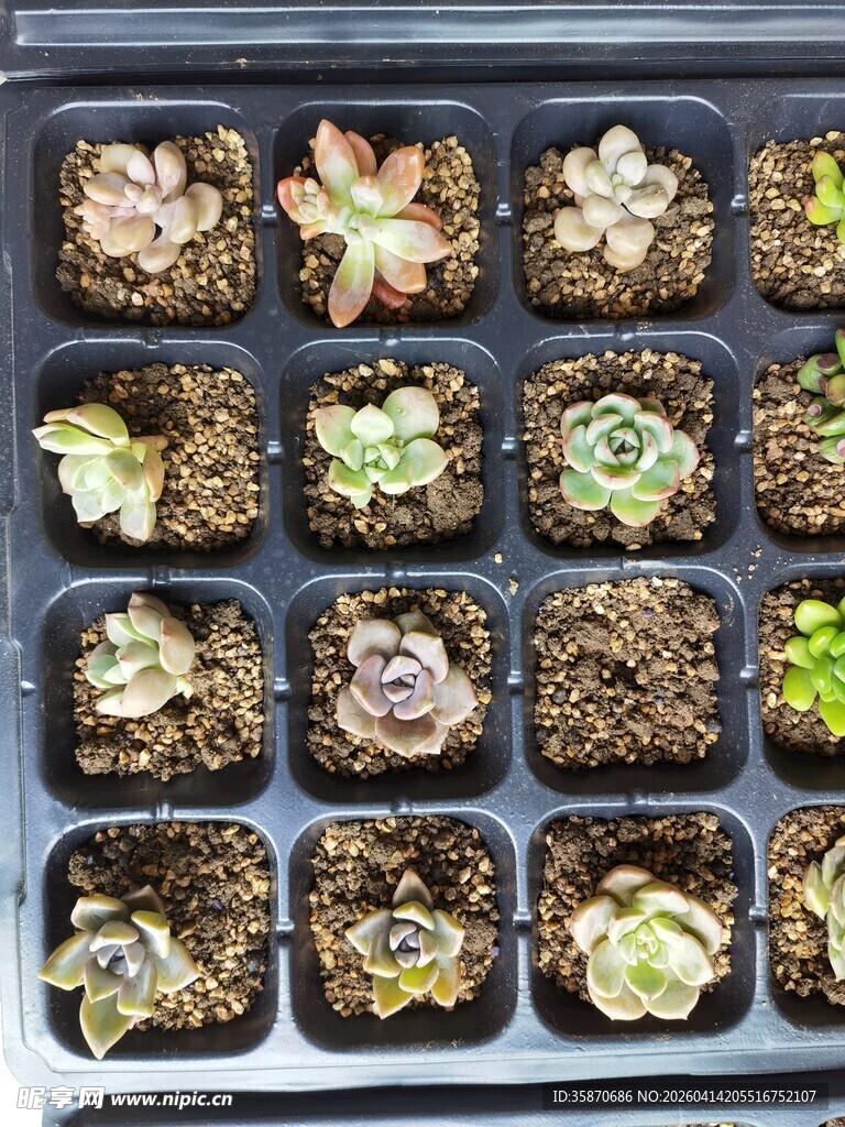 多肉植物盆栽展示