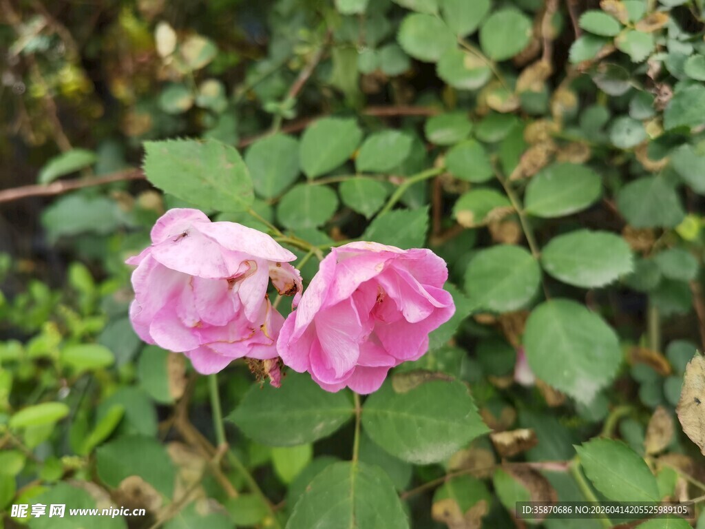 两朵娇艳的粉色月季花