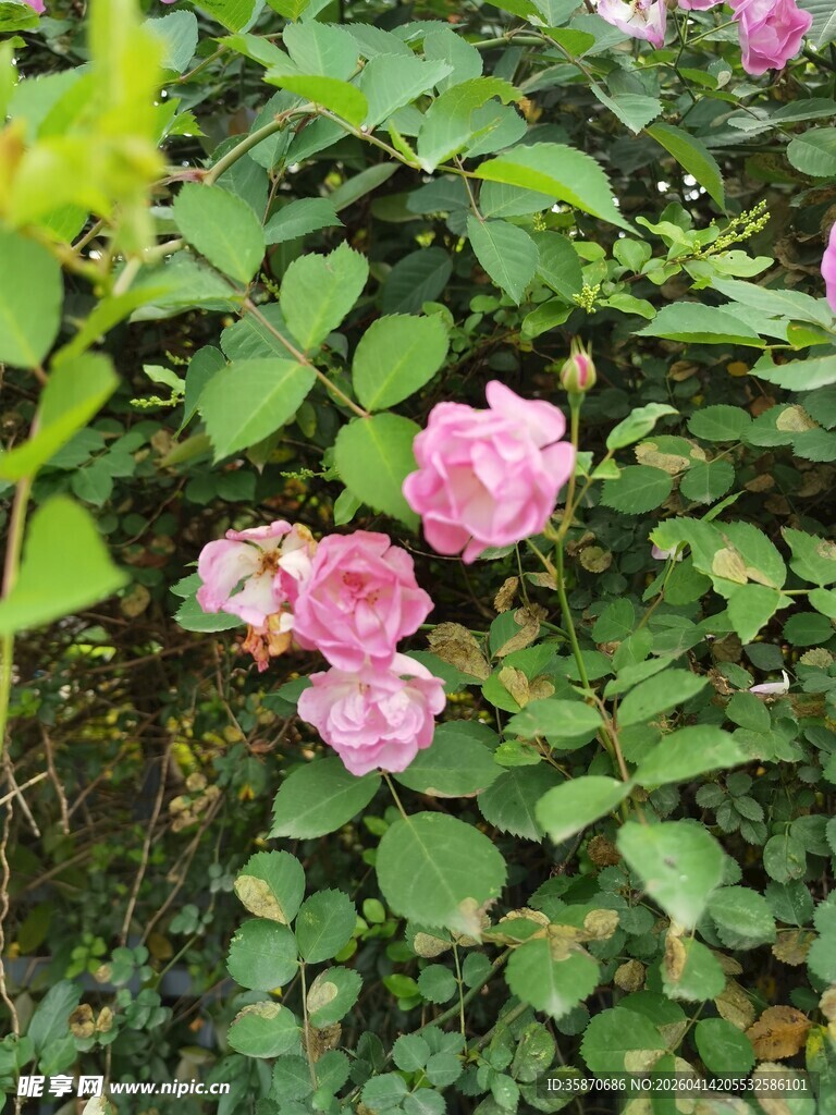 粉色蔷薇绽放绿叶间