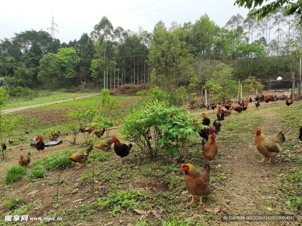 田园散养鸡群的自然景象