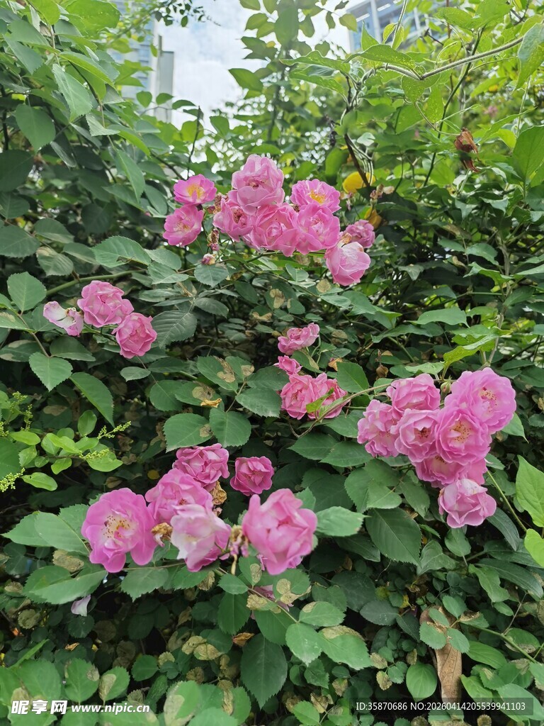 娇艳粉色花丛绽放