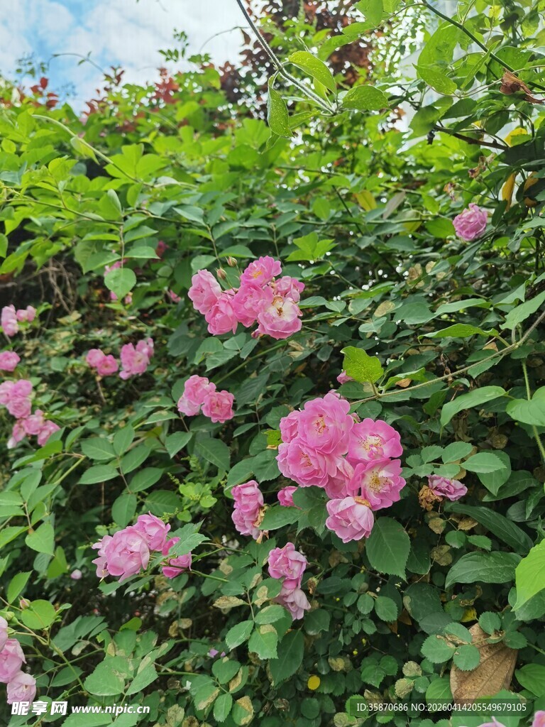 粉色蔷薇绽放于绿叶间