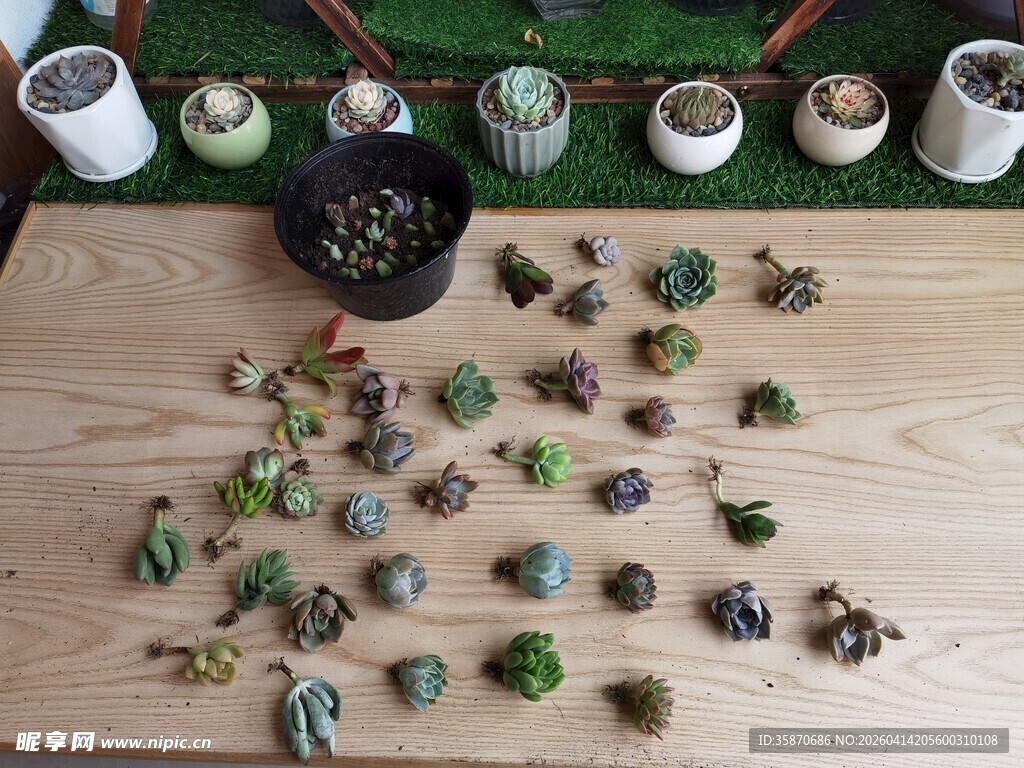多肉植物展示与种植用品
