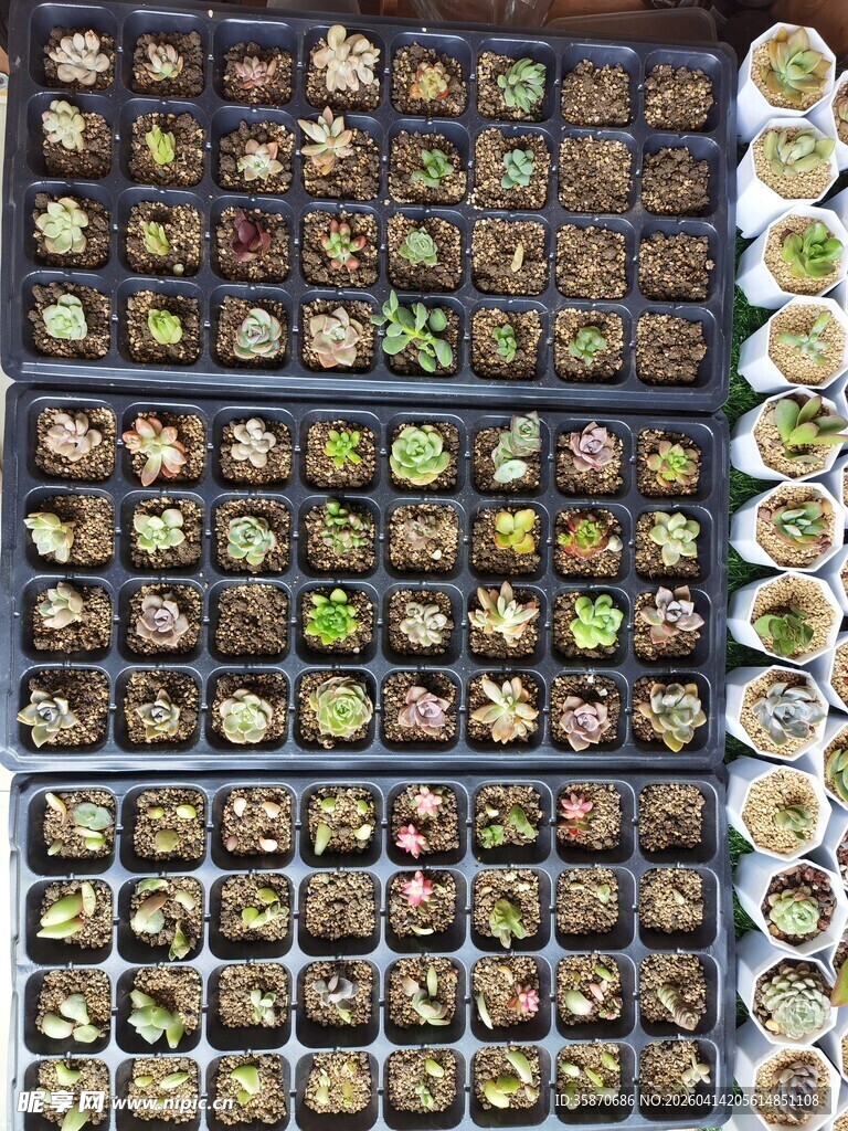 多样盆栽植物展示