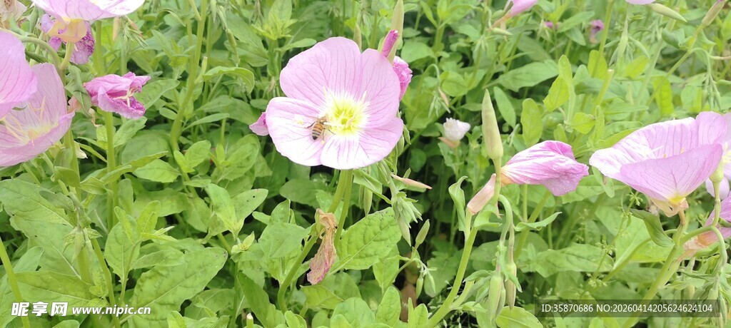 粉色野花开满绿色草地