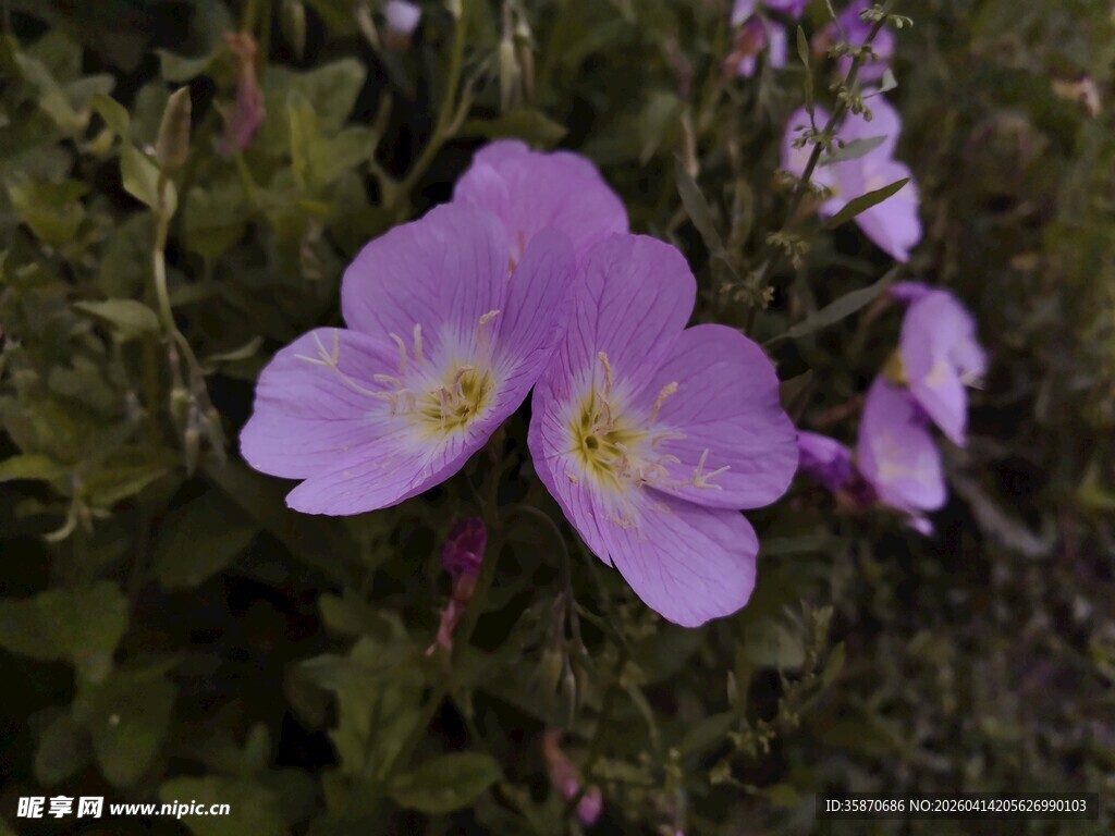 美丽紫色月见草绽放
